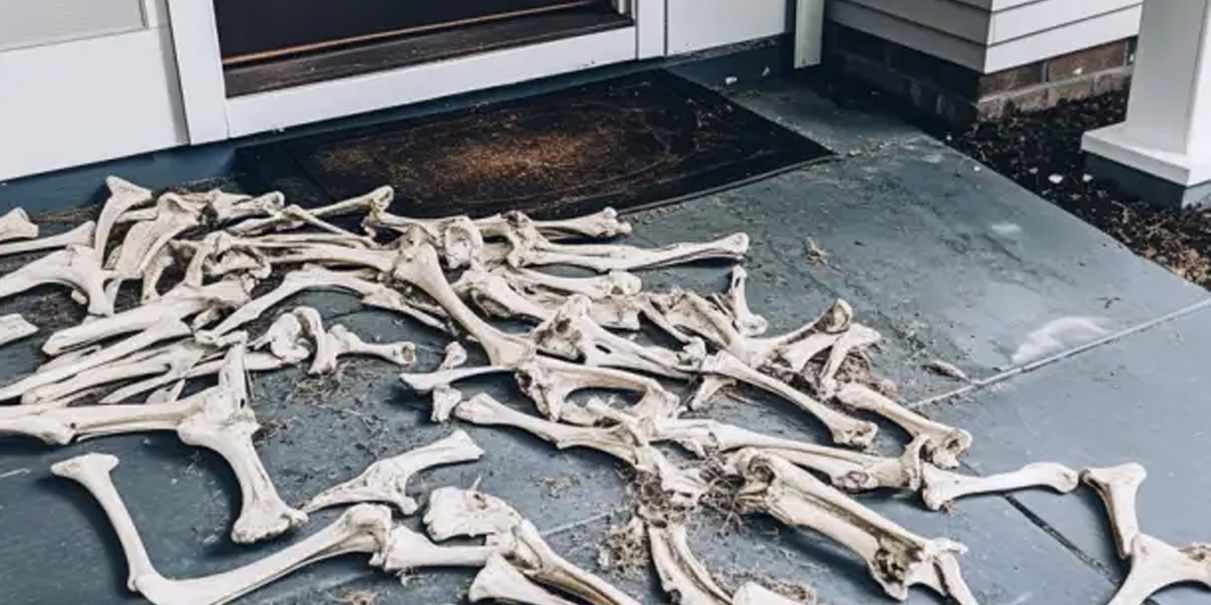 Animal bones scattered on a doorstep | Source: AmoMama