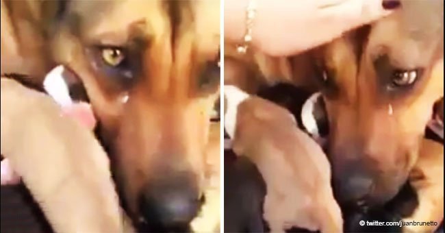 Heartbreaking reaction of mother dog rescued with her puppies