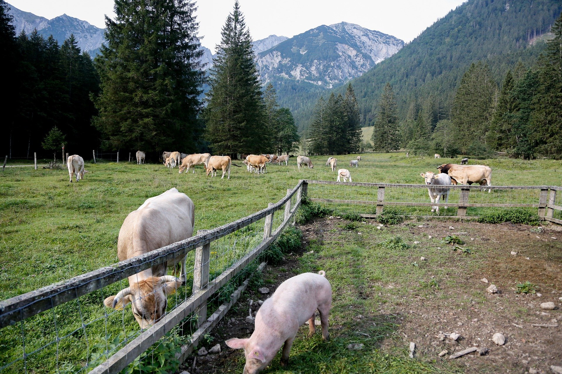 The barn was home to a pig and a cow. | Photo: Pixabay/Kurt Bouda 