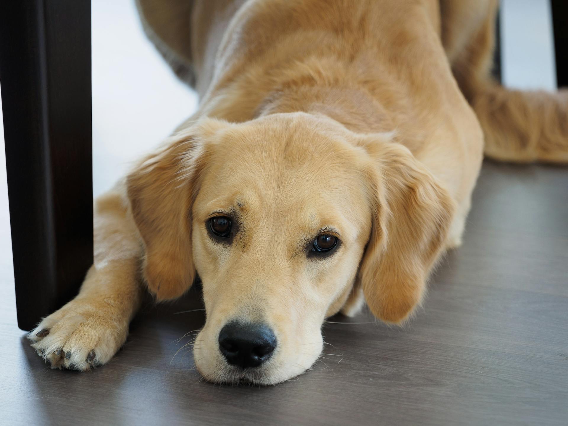 Um golden retriever em casa | Fonte: Pexels