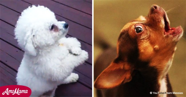 These dogs caught on camera making the most bizarre noises