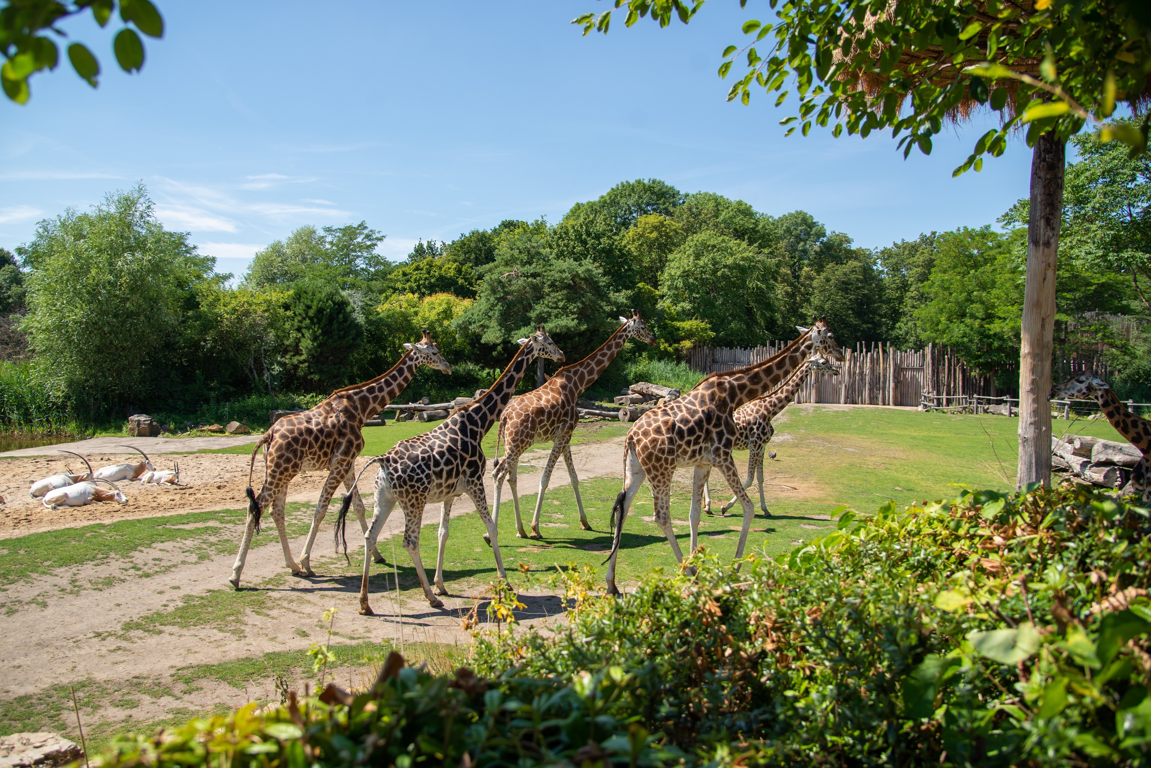 Giraffes at the zoo | Source: Shutterstock