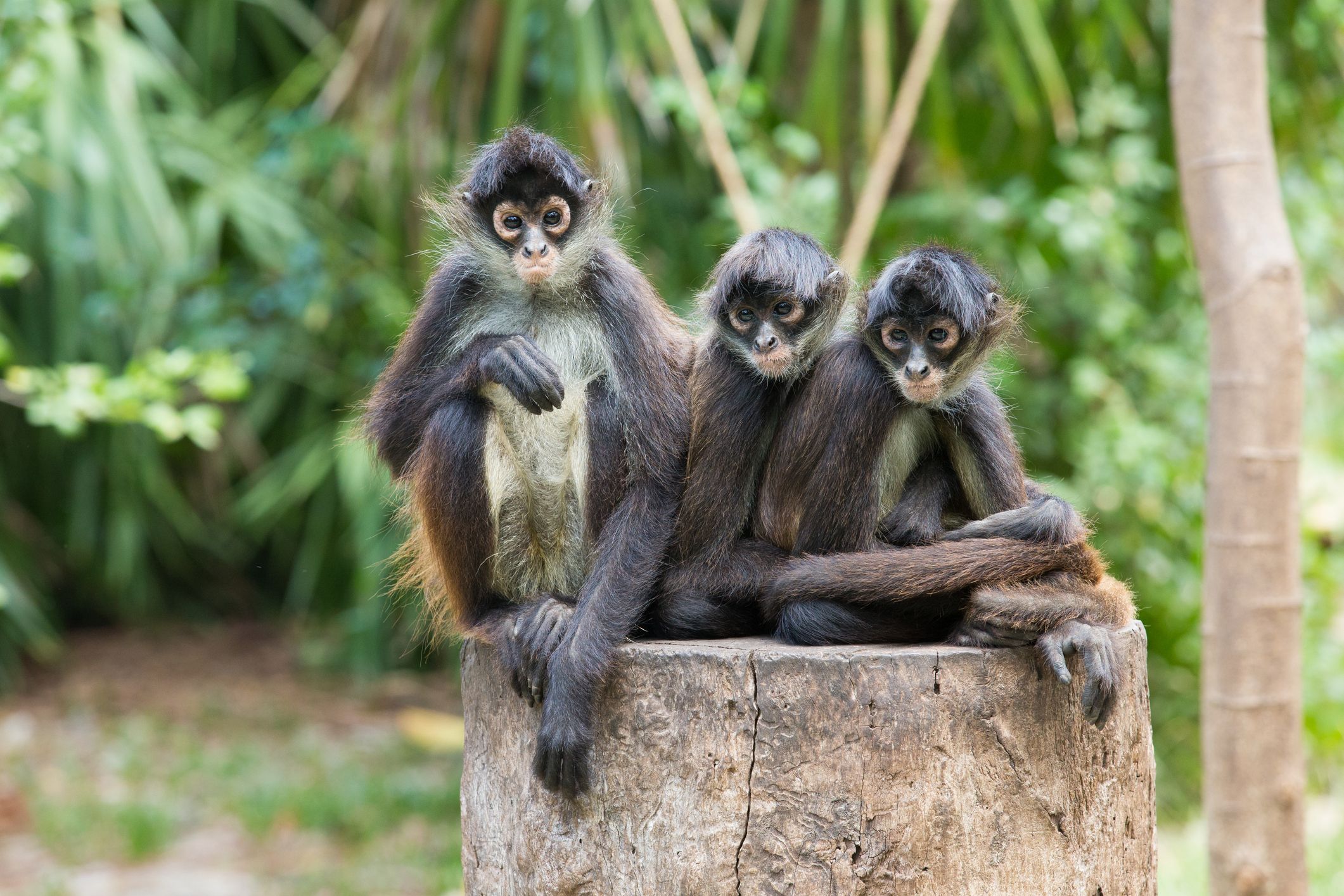 Three monkeys sitting on a log. | Source: Shutterstock