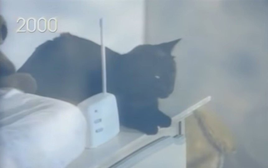 Picture of the Rogers' cat, Midnight | Source: Youtube/OWN