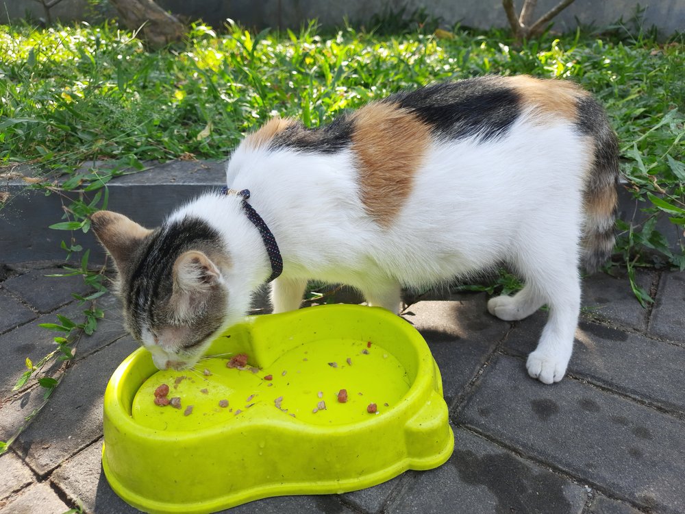 Un chat domestique à la fourrure à motif calico, en train de manger. | Source : Shutterstock