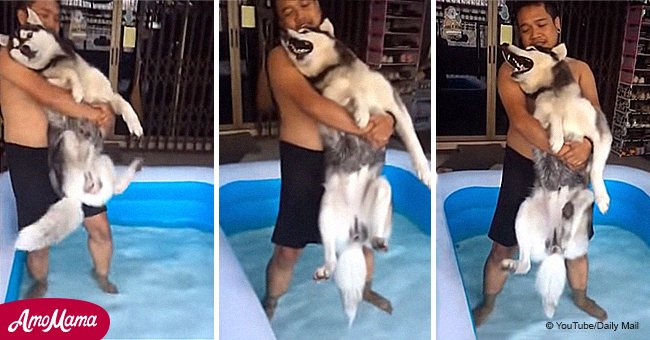 Hilarious moment husky howls as it protests bathing in the swimming pool 