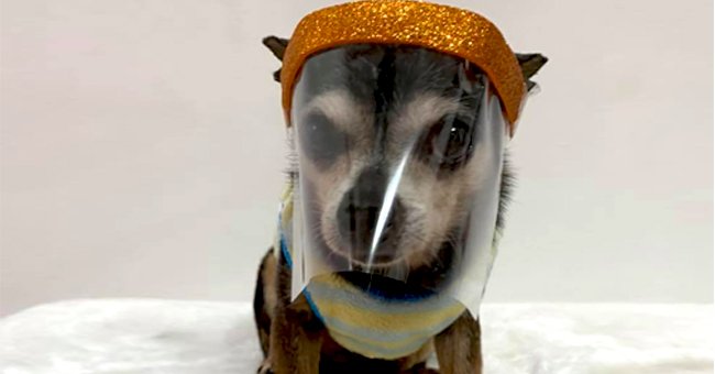 facebook.com/Sofiannchihuahuabrava