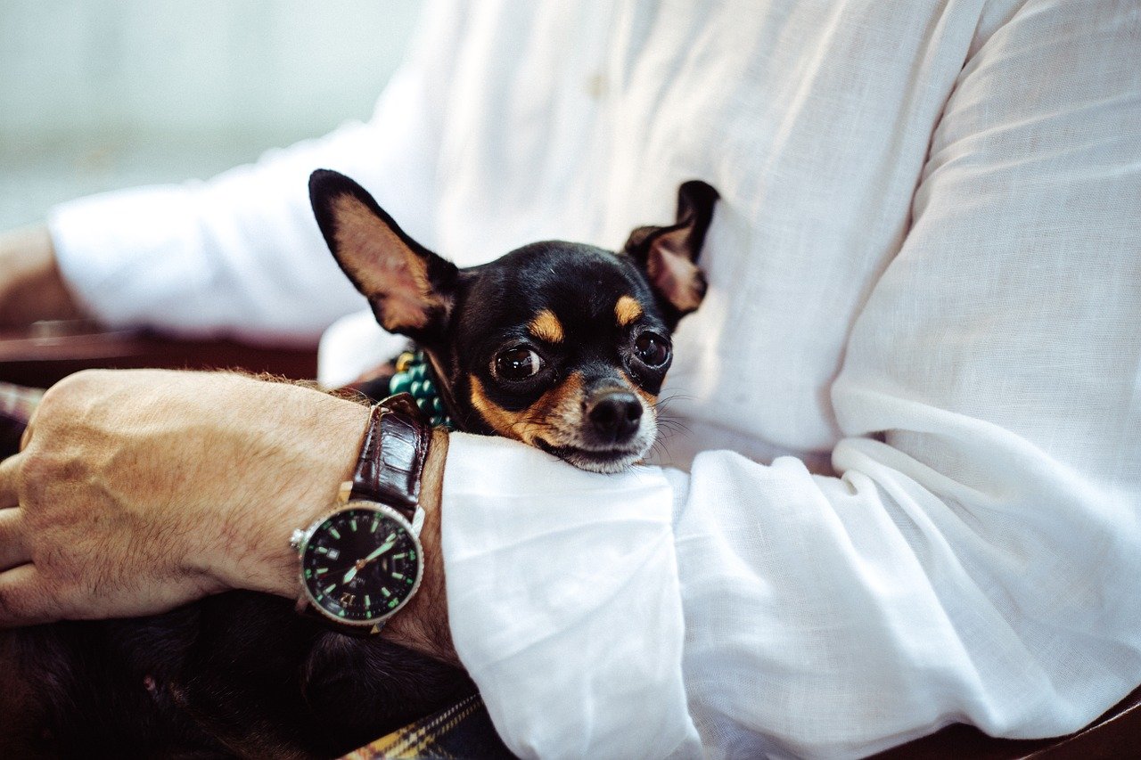 A man sitting down and cuddling his pet Chihuahua | Photo: Pixabay/Free-Photos