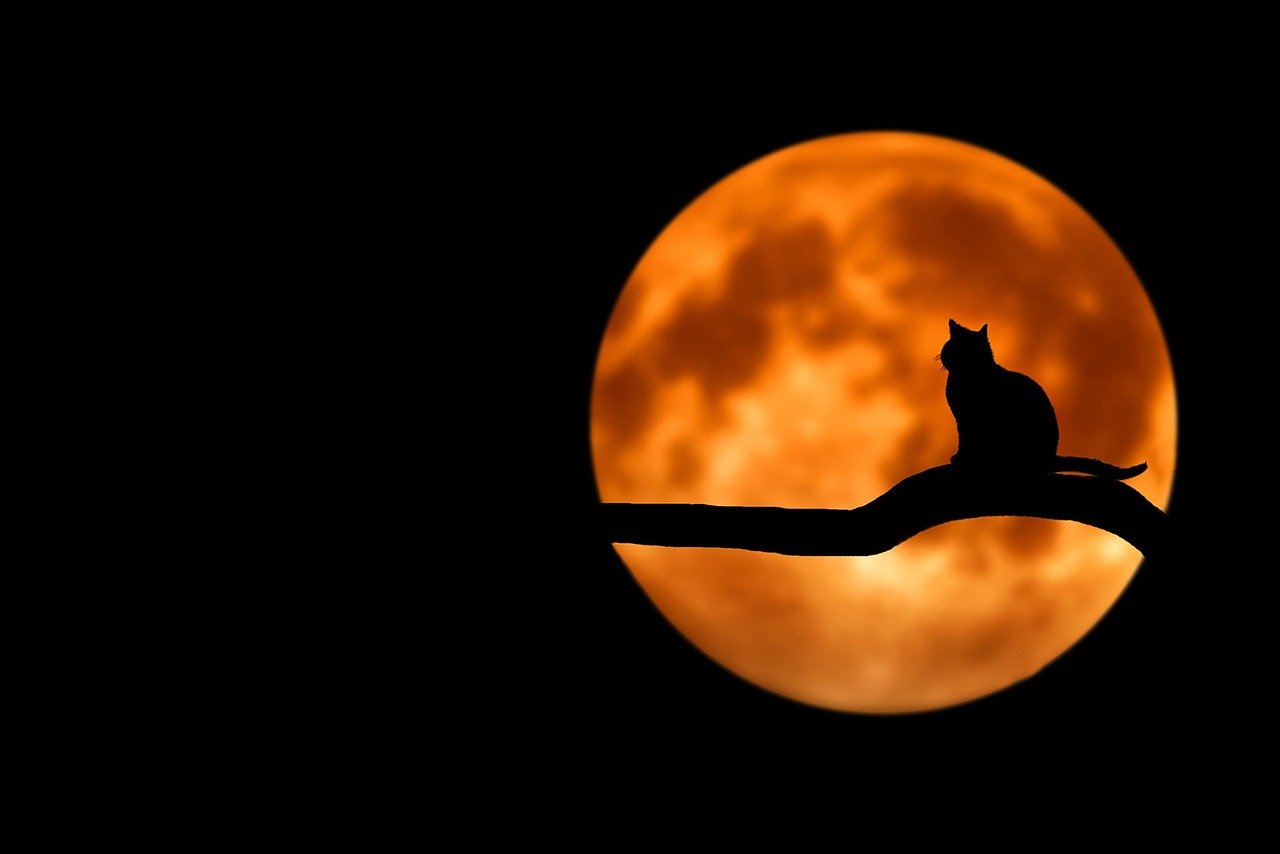 Cat silhouetted against a full moon. | Source: Pixabay.