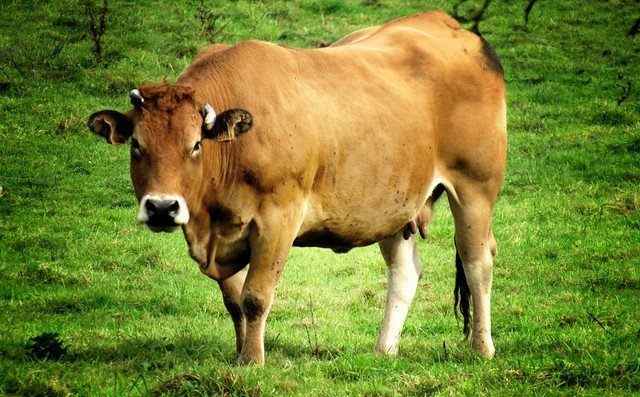 Une vache. l Source: Flickr Une vache. l Source: Flickr