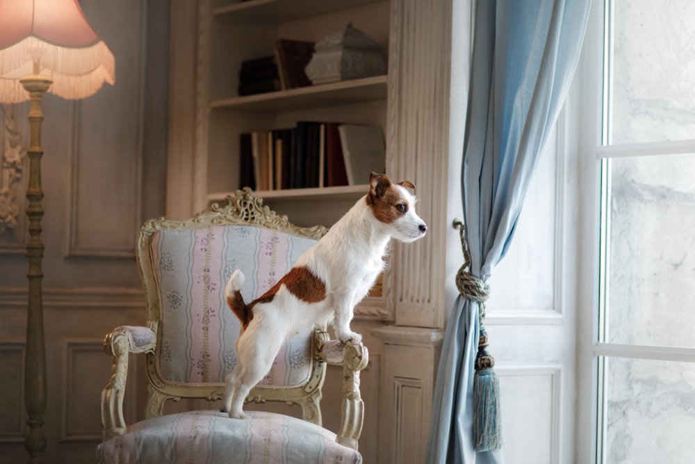 Perro sobre un mueble.| Fuente: Shutterstock
