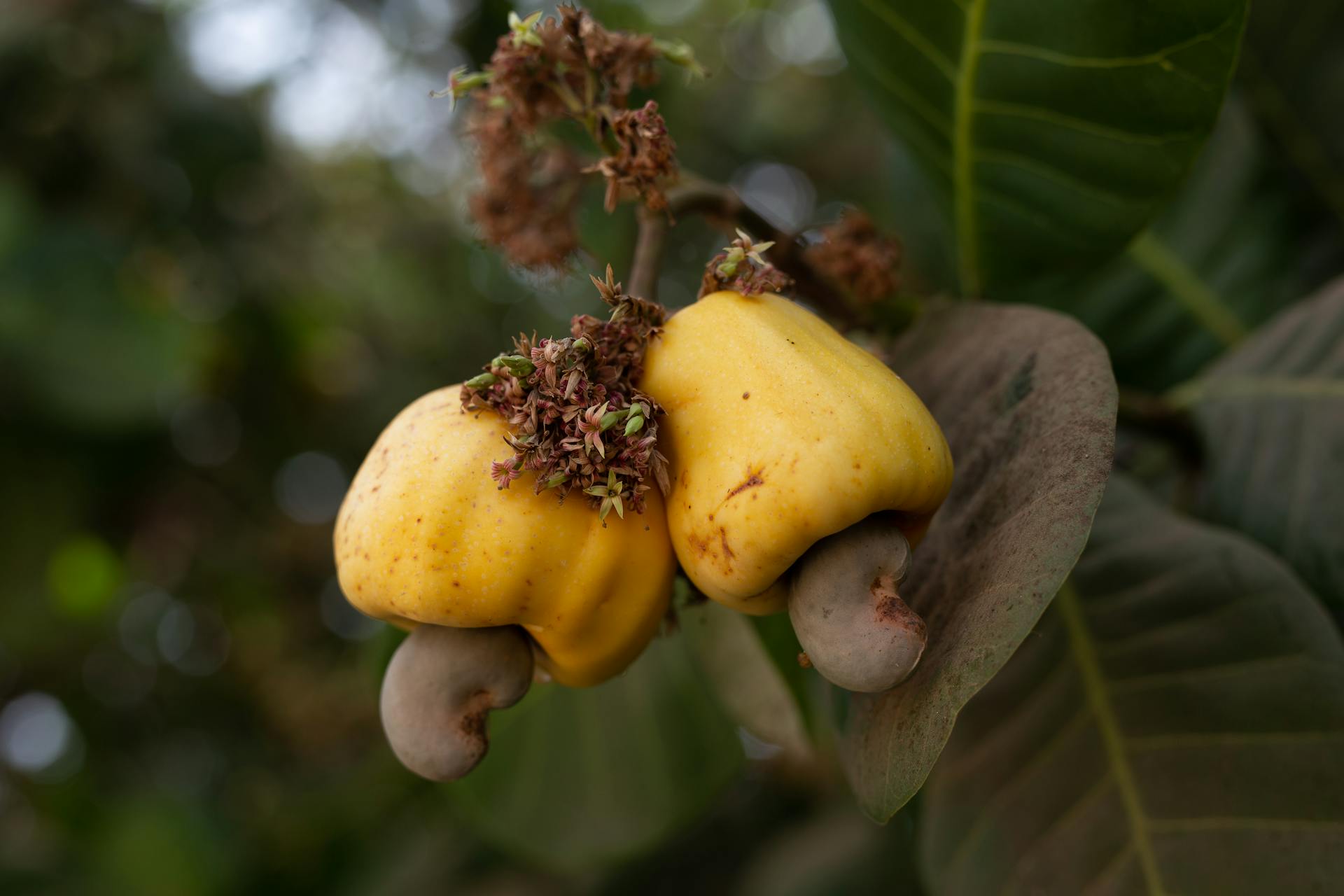 A close-up of cashews growing on a tree | Source: Pexels