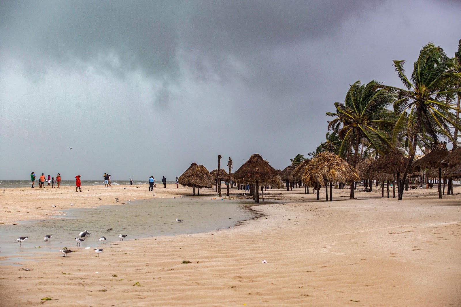 Palm trees hit by strong winds caused by rains from Hurricane Milton in Puerto Progreso, Yucatán State, Mexico, on October 8, 2024. | Source: Getty Images