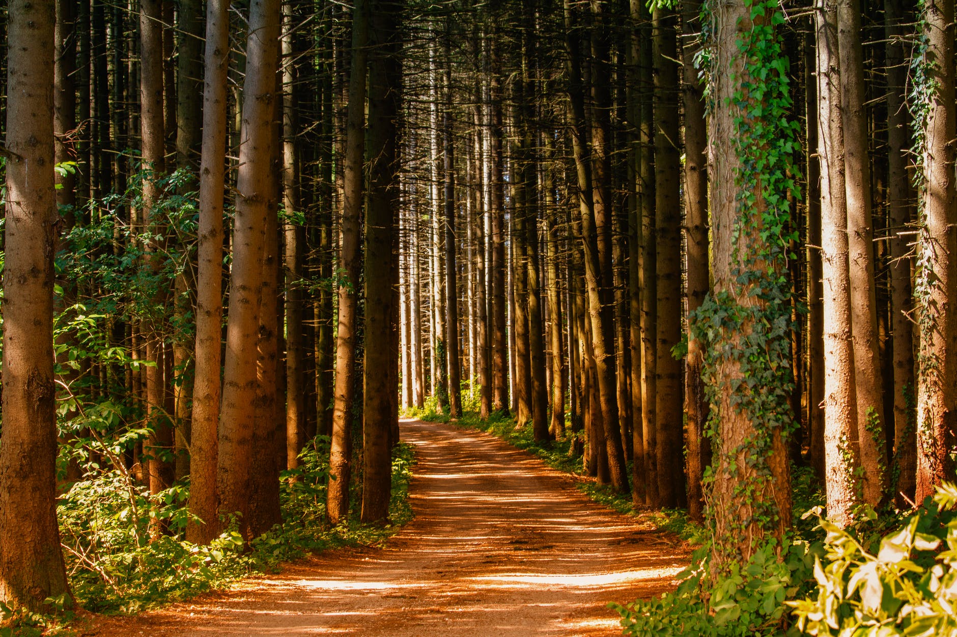 Forest path | Source: Pexels