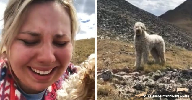 Golden-doodle found alive in the mountains 19 days after fatal car crash