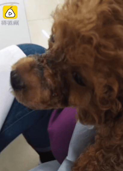 El cachorro fue curado. | Imagen tomada de: Pear Video
