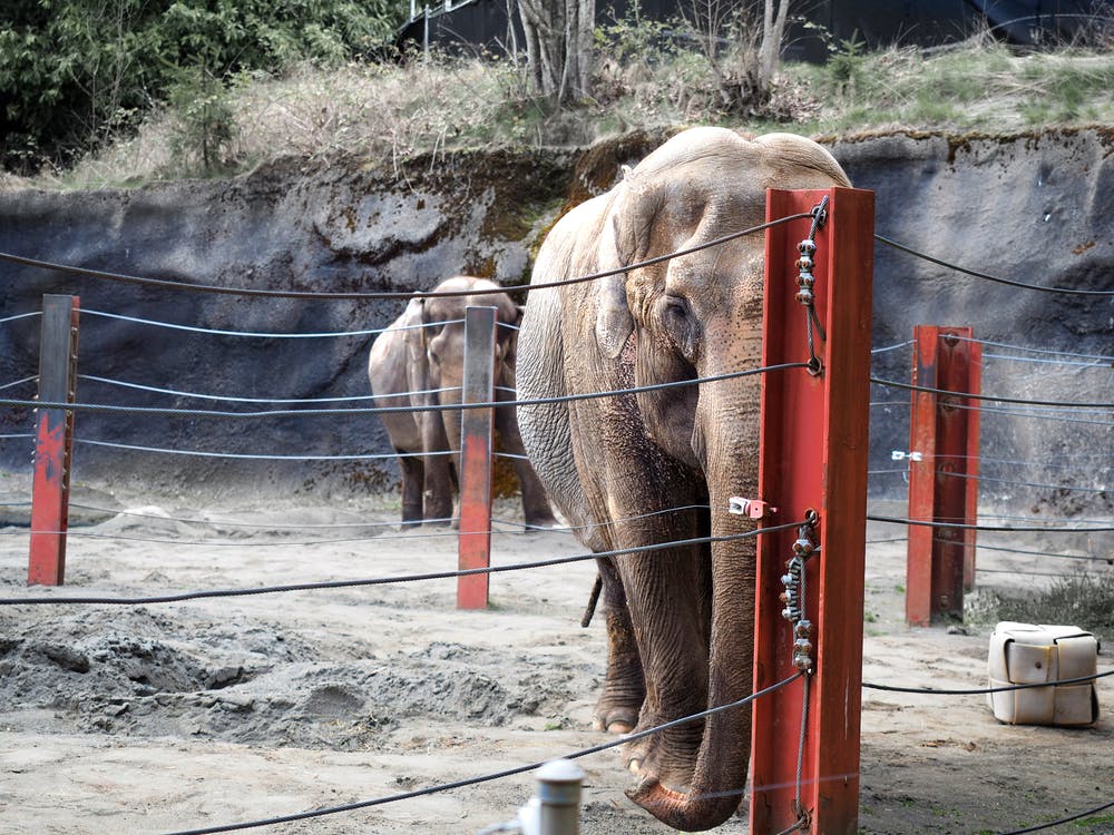 A photo of elephants in an enclosure. | Photo: Pexels