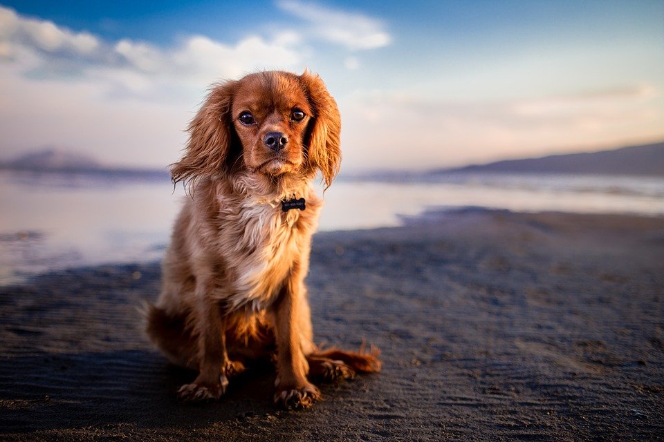 Un adorable chien qui regarde. | Photo : Pixabay Un adorable chien qui regarde. | Photo : Pixabay