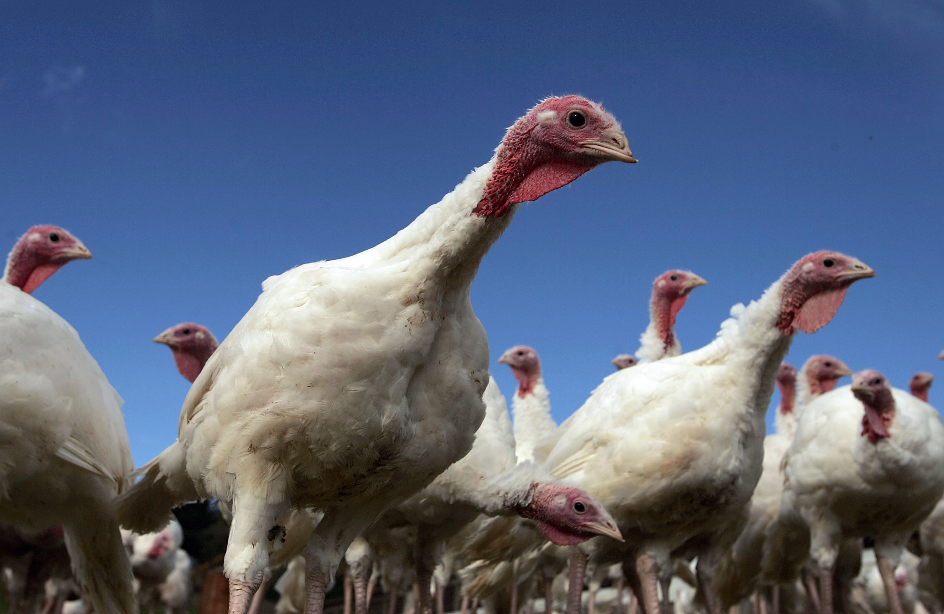 Turkeys on a Sonoma farm in California. | Source: Getty Images