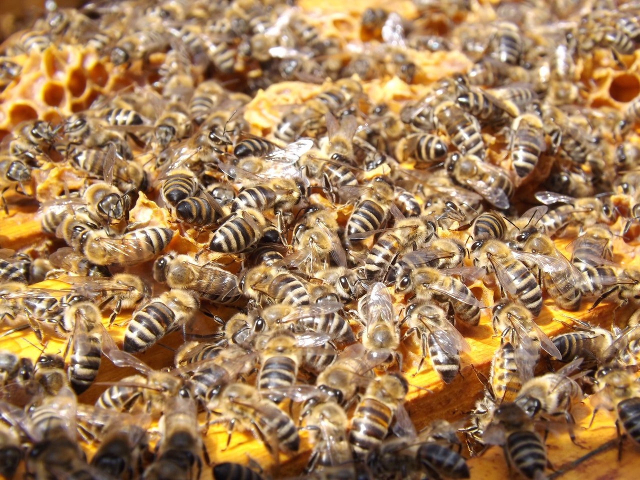 Photo of a swarm of bees | Photo: Pexels