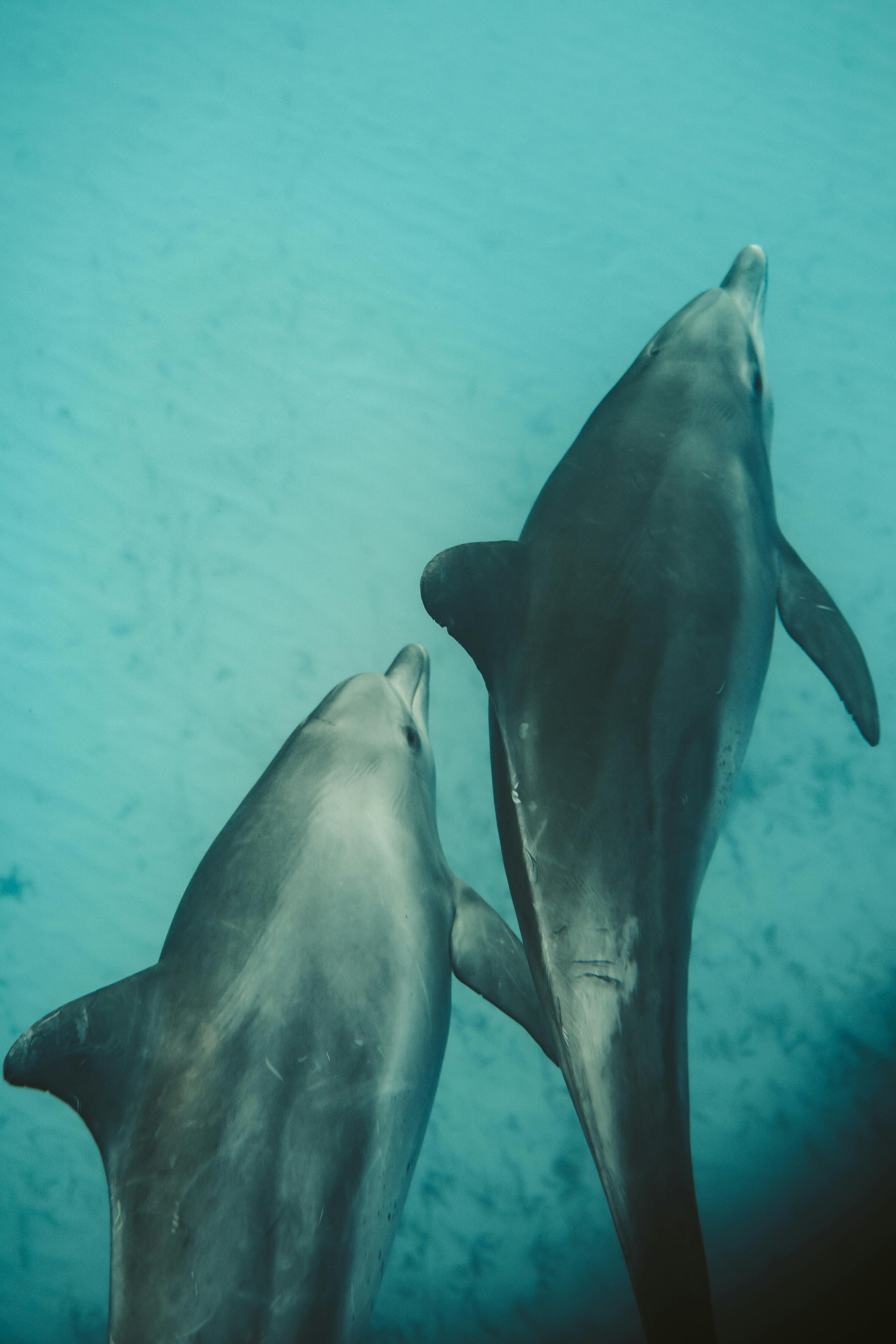 Dolphins | Source: Pexels
