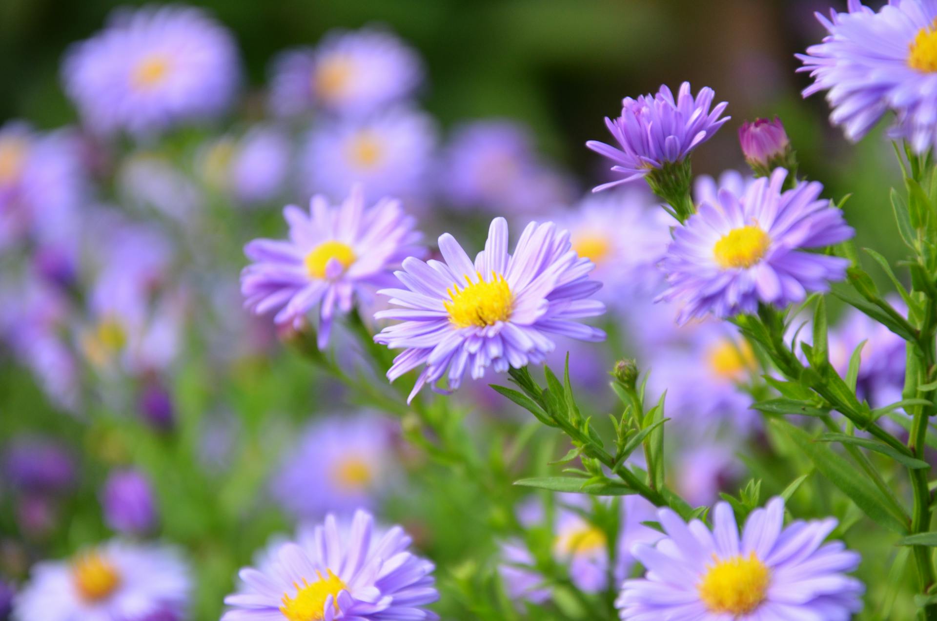 Daisies | Source: Pexels