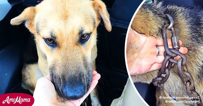 Cachorra fue abandonada con una cadena de 10 kilos atada a su cuello, pero igual logró pedir ayuda