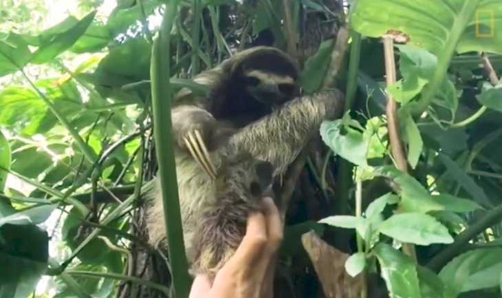 Tierno Momento En Que Perezoso Bebe Es Reunido Con Su Mama Video