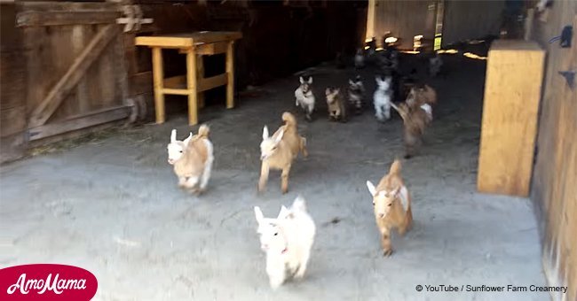 Video of stampeding baby goats will definitely make your day