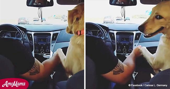 Touching video of dog grabbing owner's hand in her paw with eyes full of love