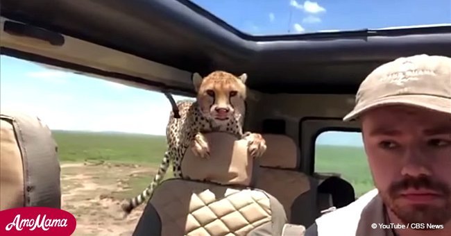 Safari takes a scary turn after cheetah jumps into tourists’ car