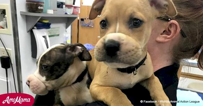 Puppies found with hair ties wrapped around their mouths look so happy now