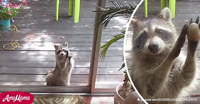 Mapache goloso es captado en cámara pidiendo comida mientras golpea puerta con una roca