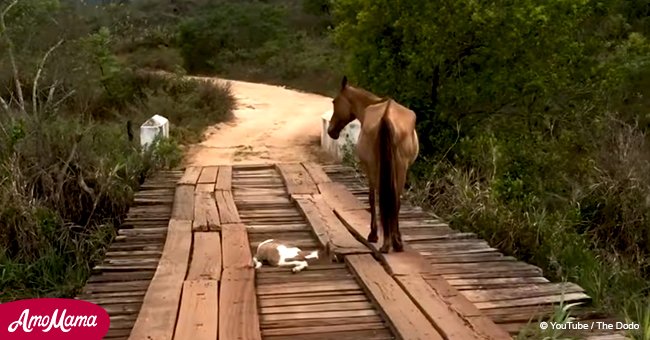 Man saves foal trapped between bridge slats while mare looks on helplessly (video)