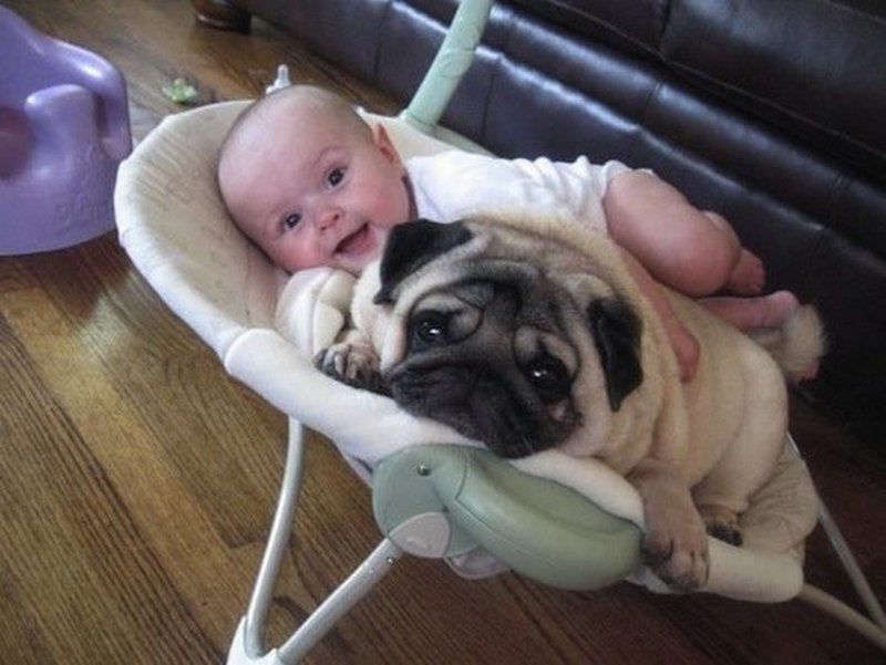 Los mejores amigos / Imagen tomada de: Reddit Los mejores amigos / Imagen tomada de: Reddit