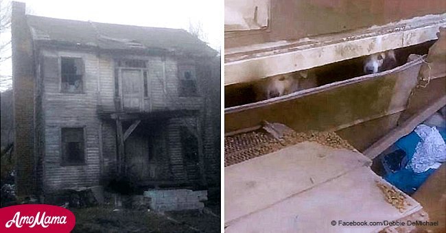 The owner of the old house passed away. But kind people rescued 43 lives inside