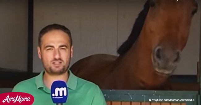 Reporter poses in front of camera, but the horse’s reaction has people laughing