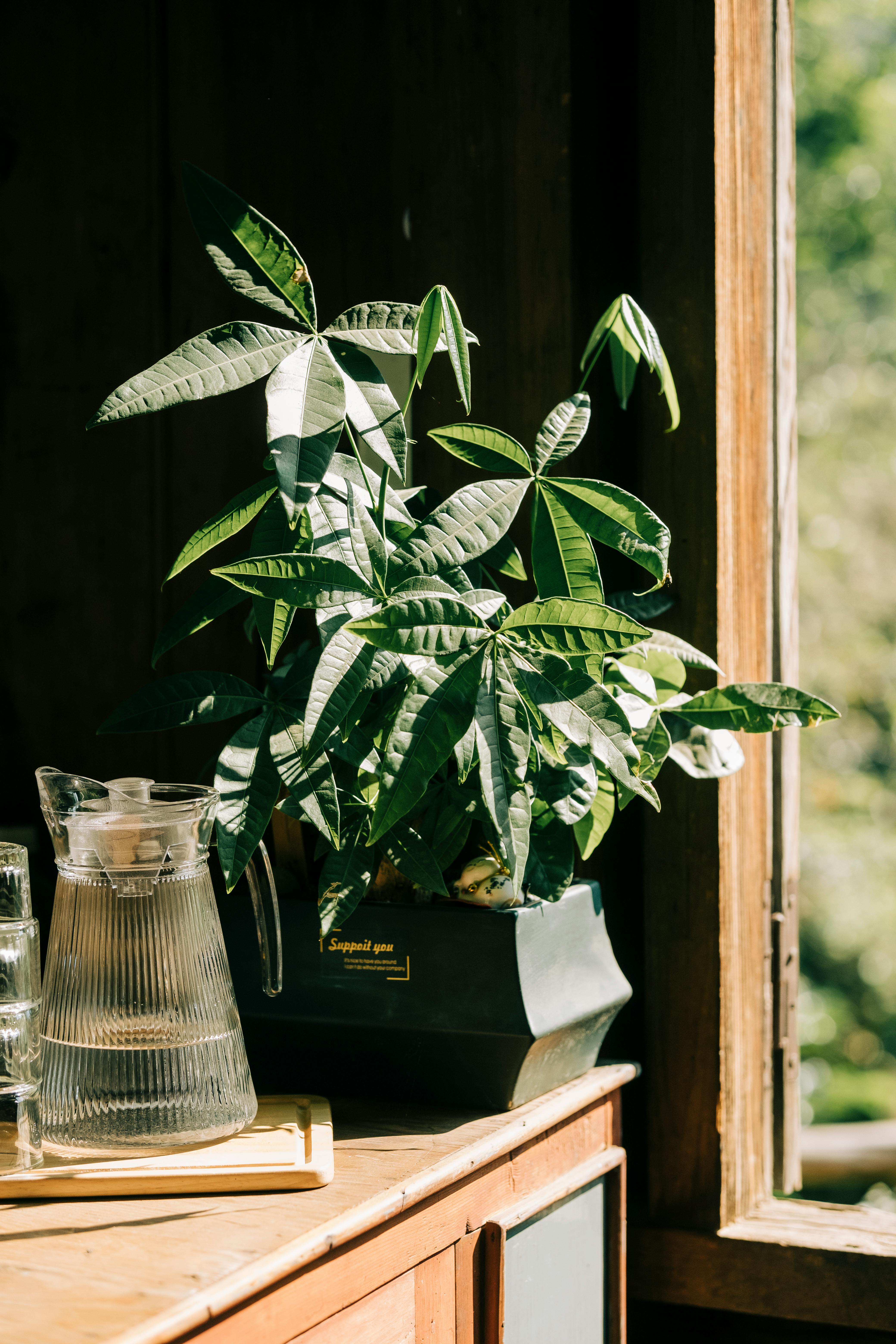 A money tree | Source: Pexels