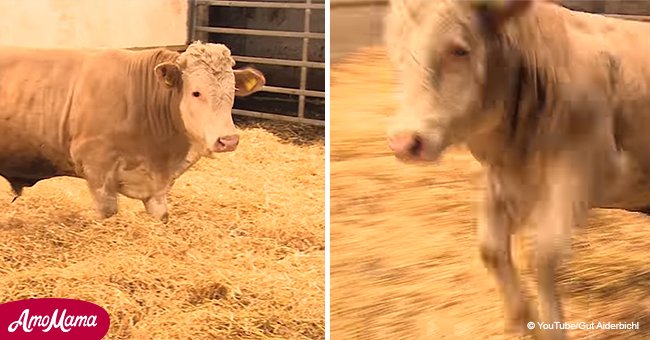 Previously chained bull jumps for joy when experiencing freedom for first time