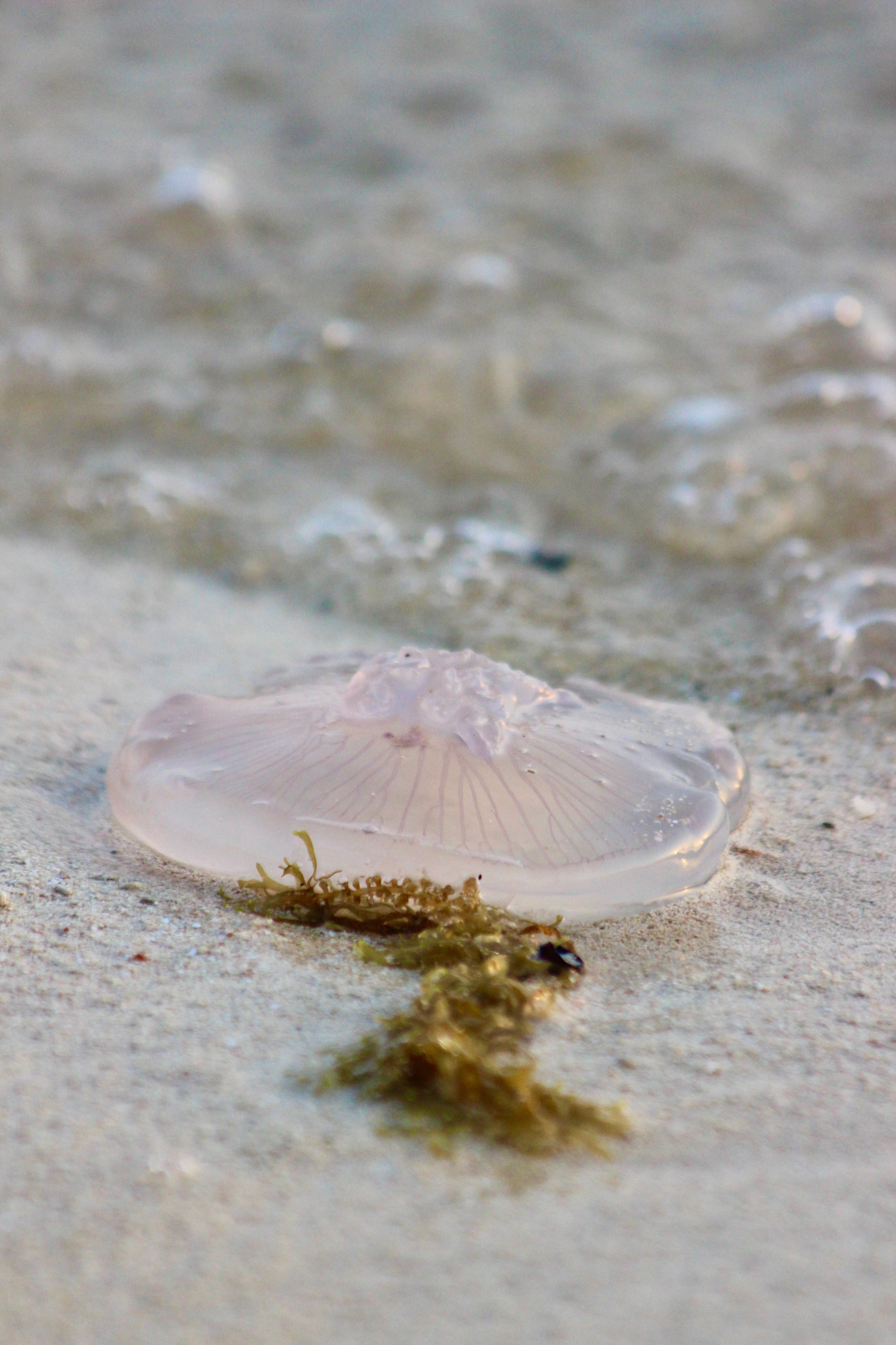 Jellyfish washed ashore | Source: Pexels