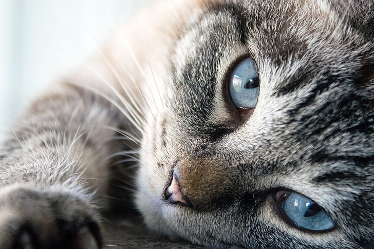 A close-up of the face of a silver tabby cat | Photo: PickPik