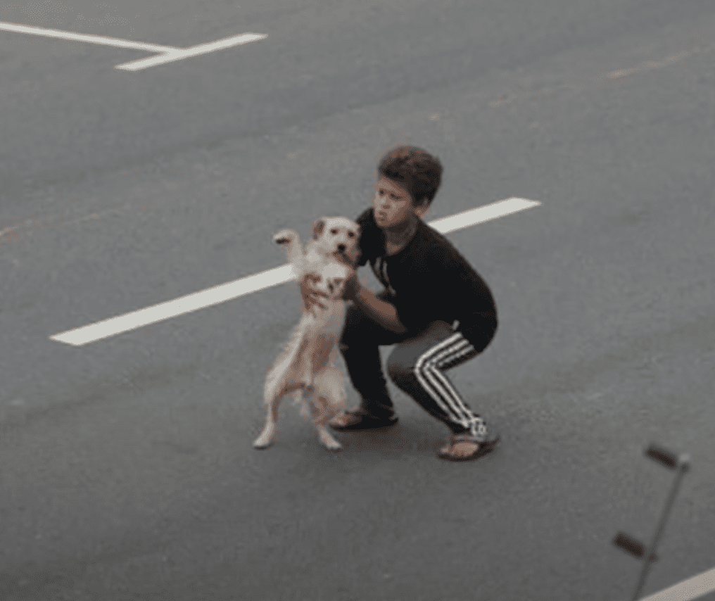 Jean Fernandes saves a dog stuck in the middle of the road | Source: youtube.com/frajolaboy