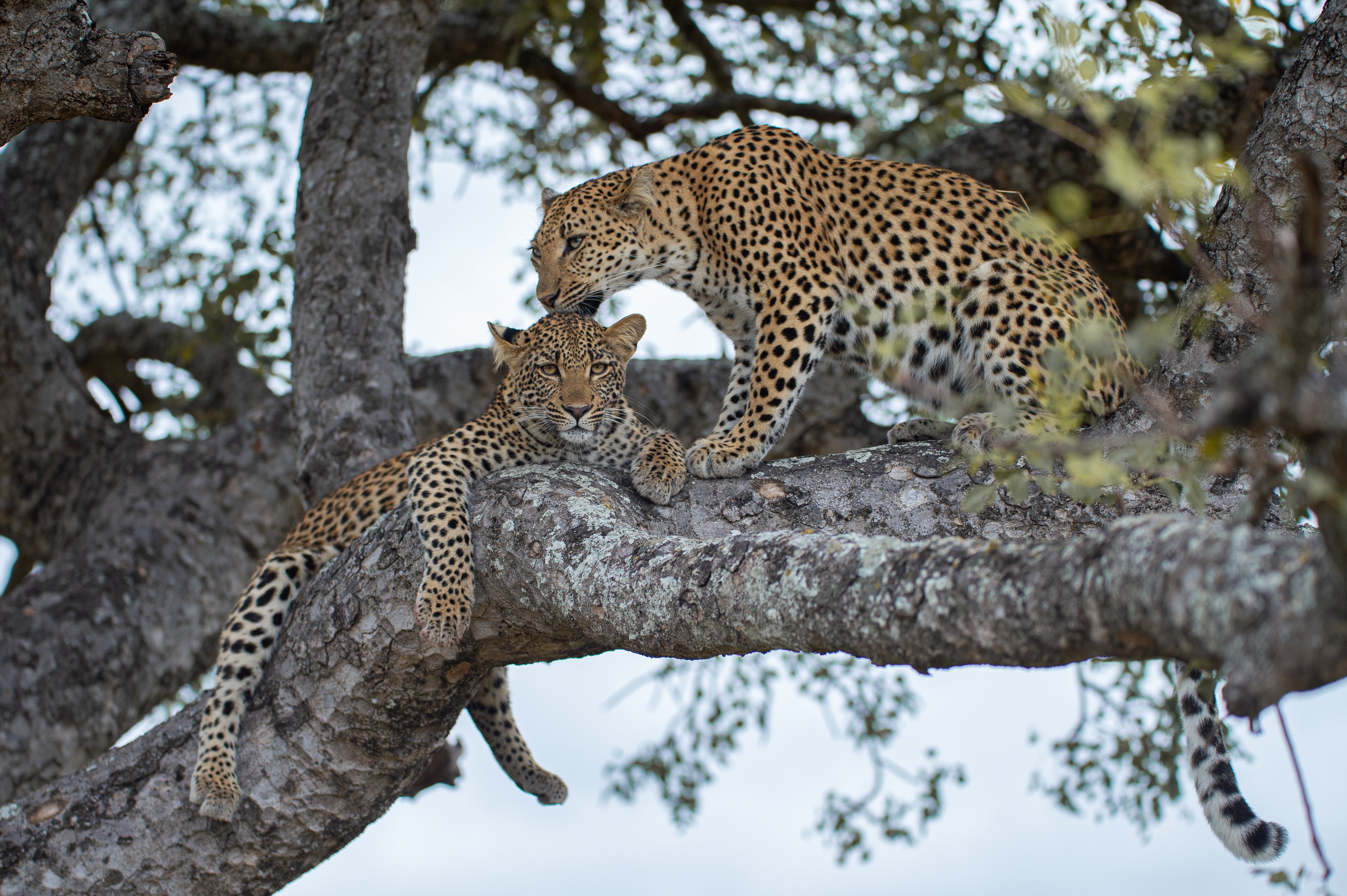 A female leopard and her cub on a tree branch | Photo: Shutterstock