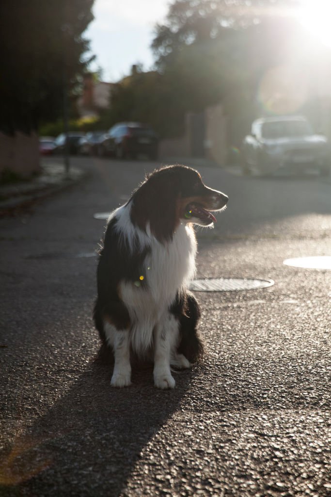 Un chien seul dans une rue. | Photo : Getty Images