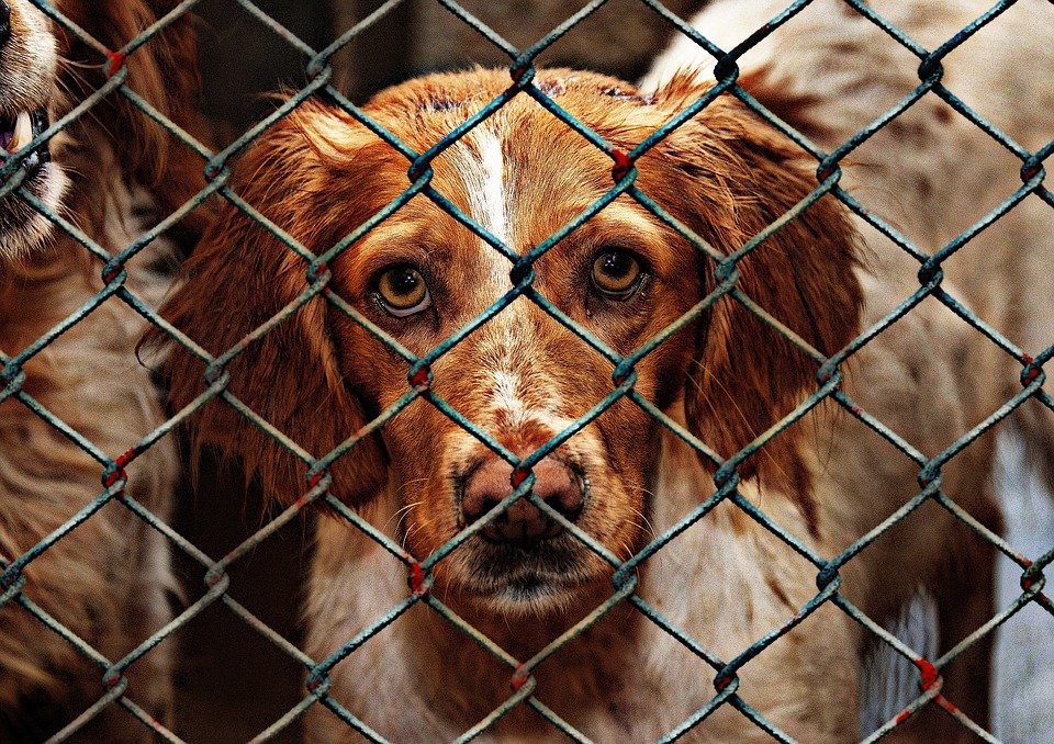 A photo of a caged dog. | Photo: Pixabay