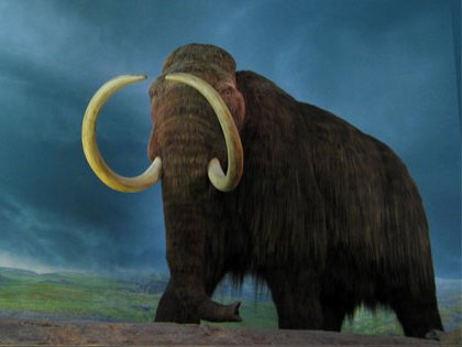 Representación gráfica de un mamut lanudo. | Foto: Wikipedia