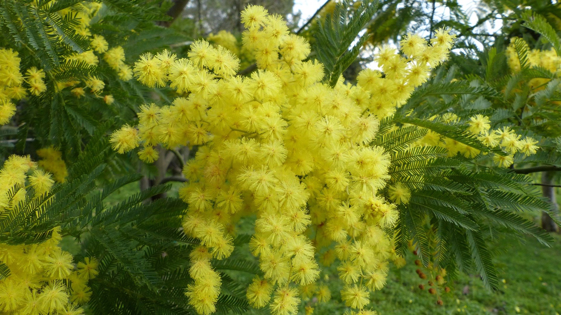 Le mimosa. | Photo : Pixabay