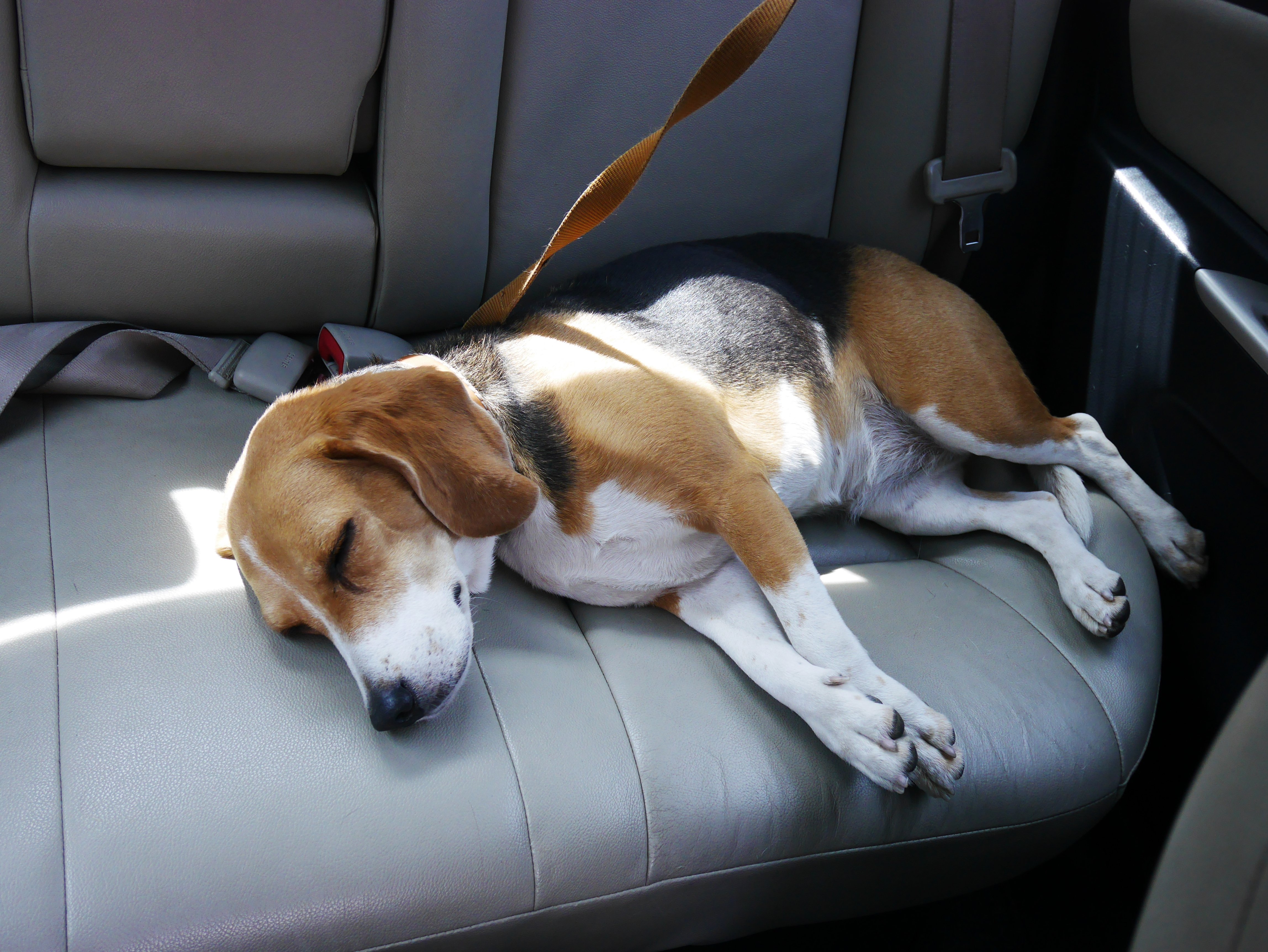 Exemplarisches Bild eines Hundes im Auto | Quelle: Shutterstock