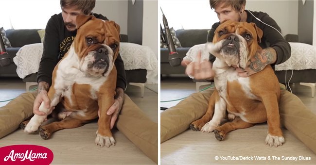 Here's how a musician uses his bulldog as an instrument