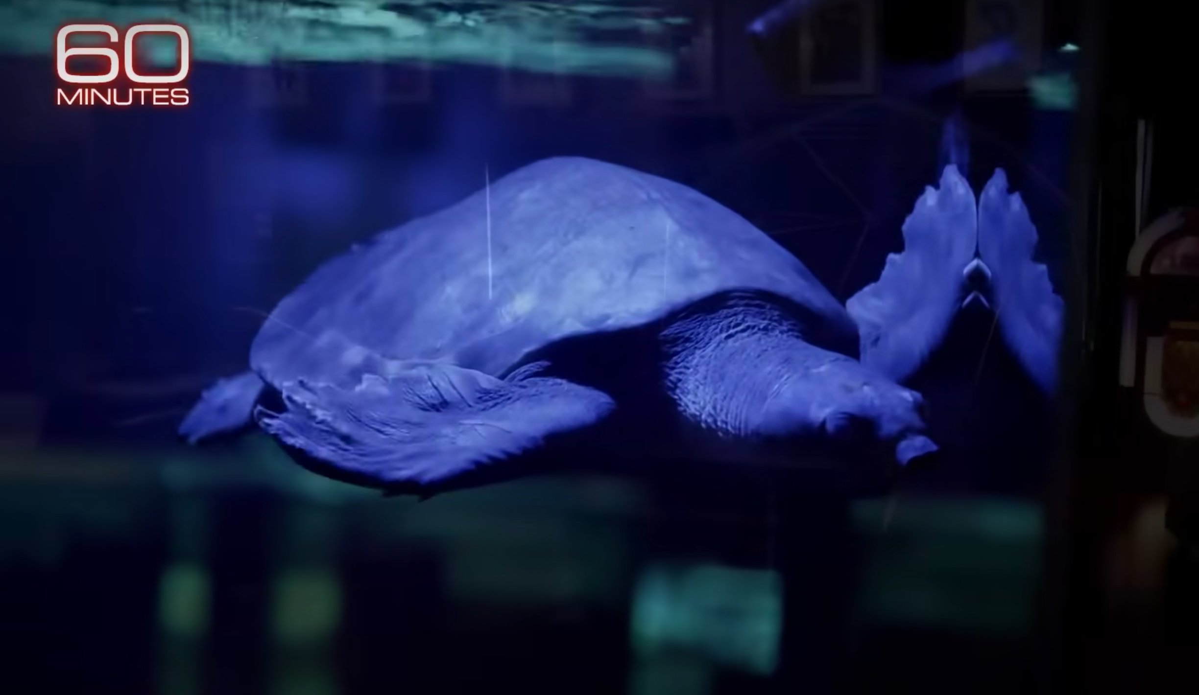 Cage's sea turtle inside an aquarium. | Source: YouTube.com/60 Minutes 